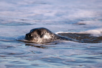 Phoque gris (Halichoerus grypus) © JF Gazeilles