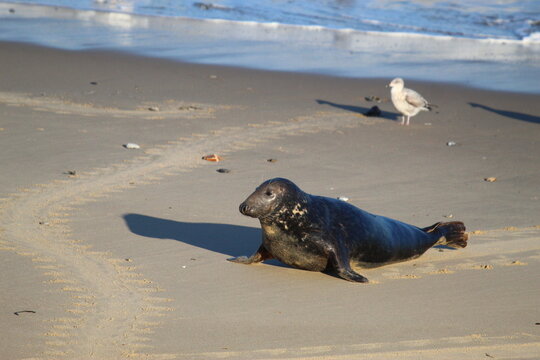Phoque gris (Halichoerus grypus)