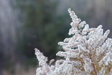 冬のセイタカアワダチソウのアップ