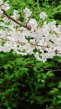 Wild Cherry Blossoms in Full Bloom Against Lush Green Forest