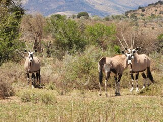 Gemsbok in the bush © Charlie
