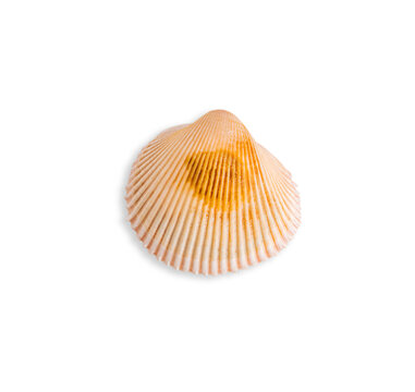 Top view of single beautiful ribby empty organic seashell of invertebrate clam isolated on white background found at sea or ocean beach coastline during summer tropical vacations used as souvenir