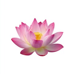 Beautiful Pink Lotus Flower Blooming with Delicate Petals on a Calm Surface Reflecting Nature's Serenity