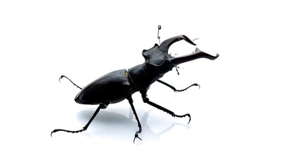 A large black beetle with distinctive horns and six legs on a white background