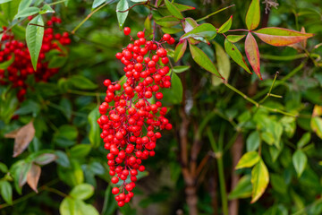 Obraz premium Vibrant clusters of red berries hang gracefully from lush green foliage in a serene garden setting during mid-autumn