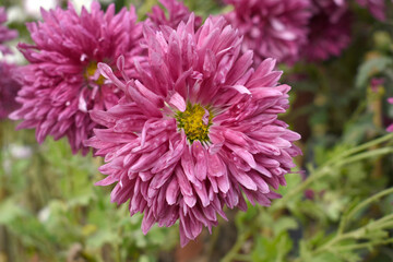 Beautiful Red chrysanthemum flowers closeup in the winter garden, Closeup of Chrysanthemum flower, Field of the Red Chrysanthemum, Beautiful Red flower blooming in nature.