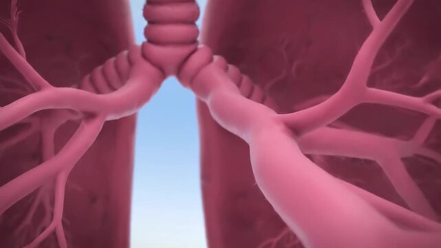 3D Journey Through Pink Bronchial Tree and Lungs: Respiratory Anatomy Visualization