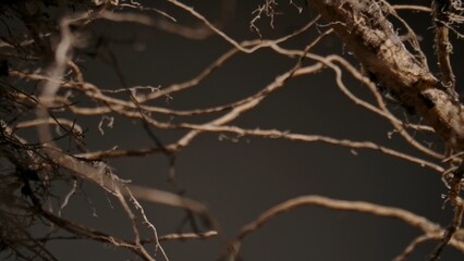 Obraz premium Macro shot of a tree or plant root system showcasing intricate textures and organic patterns in nature.