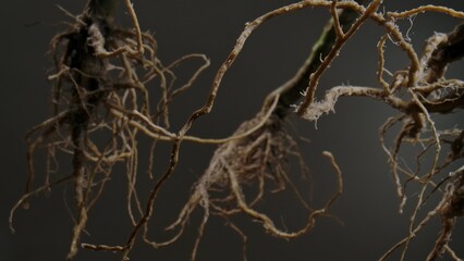 Obraz premium Macro shot of a tree or plant root system showcasing intricate textures and organic patterns in nature.