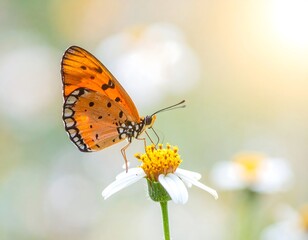 Fototapeta premium Orange Butterfly on White Flower Petals.