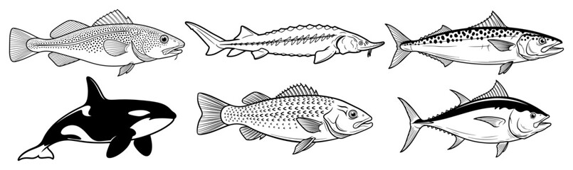 Set of realistic fish and orca vector illustrations in black and white © UrbanDruid