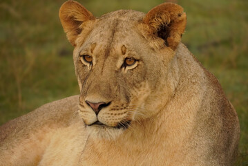 Obraz premium Portrait of lioness resting in grassland habitat