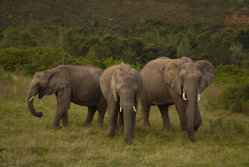 Obraz premium Group of African elephants standing in grassland