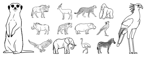 Obraz premium Large collection of african safari animal sketches and wildlife illustrations