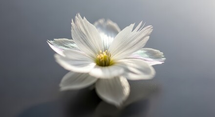 A close-up of a white flower with delicate petals and a vibrant yellow center, set against a neutral gray background.