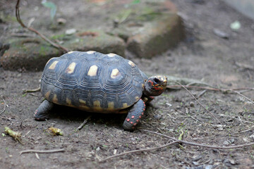 Obraz premium Cute small baby Red-foot Tortoise in the nature,The red-footed tortoise (Chelonoidis carbonarius) is a species of tortoise from northern South America