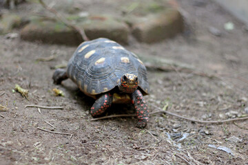 Obraz premium Cute small baby Red-foot Tortoise in the nature,The red-footed tortoise (Chelonoidis carbonarius) is a species of tortoise from northern South America