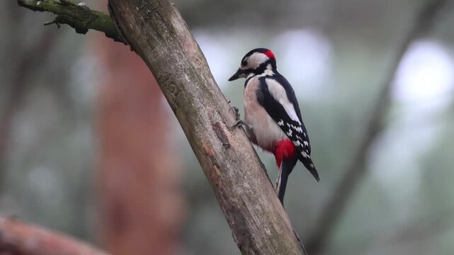 Close-up of an adult male great spotted woodpecker clings to a branch and pecks at a pine cone on a gloomy autumn day.	