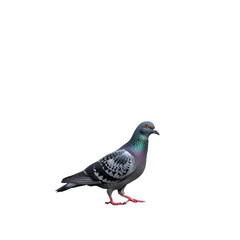 Fototapeta premium Pigeon walking on urban street in daylight