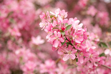 Fototapeta premium Apple tree in full bloom pink flowers in garden soft focus nature background