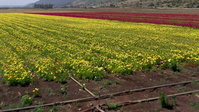 Aerial view of a field of Buttercups flowers in rows of different colors at the peak of bloom at the Guma Junction in the Upper Galilee