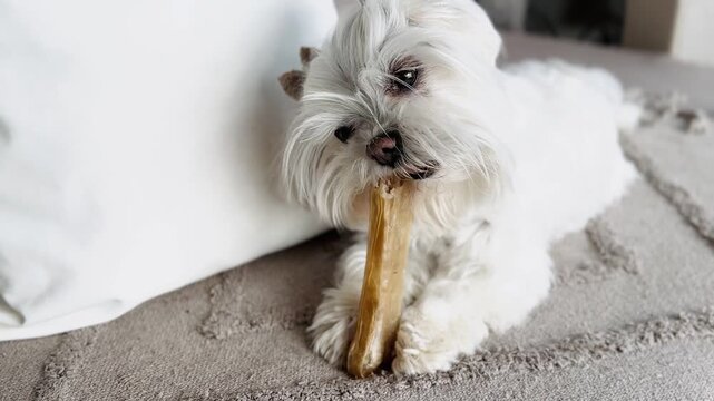 Cute white puppy biting a natural rawhide snack on the carpet.