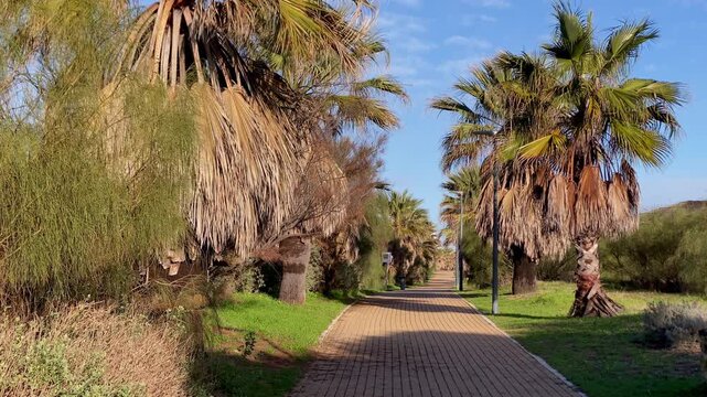 a Palm lined walkway crosses a coastal park under warm afternoon sunlight