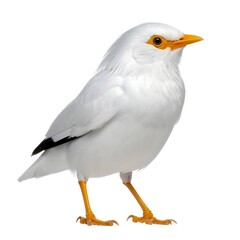 Obraz premium A white bird with orange beak and legs