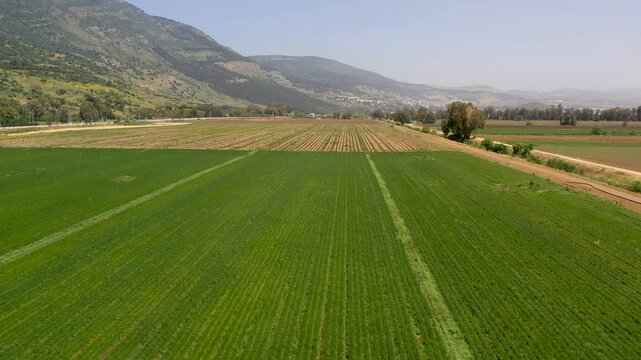 Aerial view of a field of Buttercups flowers in rows of different colors at the peak of bloom at the Guma Junction in the Upper Galilee