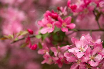 Obraz premium Pink blooming apple tree in garden fresh nature background with copy space