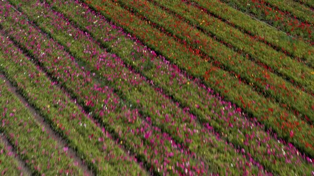 Aerial view of a field of Buttercups flowers in rows of different colors at the peak of bloom at the Guma Junction in the Upper Galilee