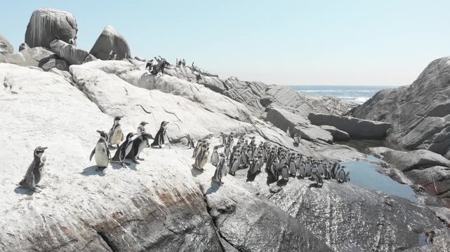 Cinematic aerial drone view of a colony of Humboldt Penguins standing on the rocky granite cliffs of Isla Cachagua surrounded by the Pacific Ocean in Chile, 4K