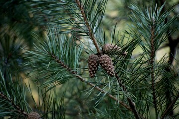 pine cones on the tree © Impresyjna