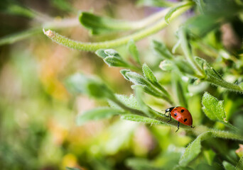 Obraz premium Spotted Lady Bug on Foliage