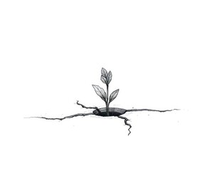 A small plant is growing out of a crack in the ground