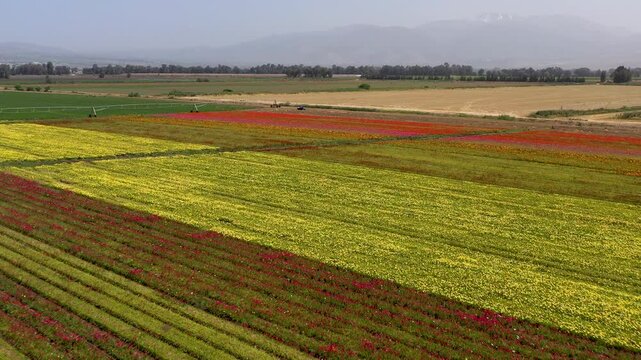 Aerial view of a field of Buttercups flowers in rows of different colors at the peak of bloom at the Guma Junction in the Upper Galilee