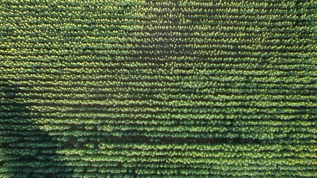 Aeria descent view of a dense sunflower field in full bloom with long parallel crop rows and a paved rural road at the edge, showing agriculture geometry, summer farming and natural landscape pattern