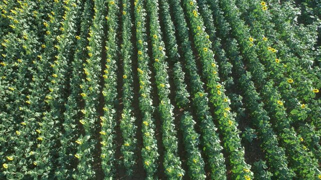 Top down drone view of a dense sunflower field in full bloom with long parallel crop rows and a paved rural road at the edge, showing agriculture geometry, summer farming and natural landscape pattern