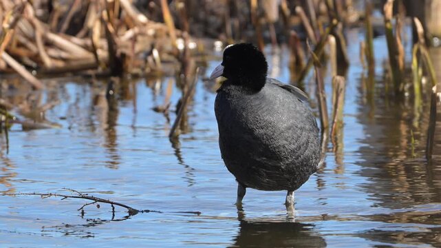 Eurasian coot cleaning feathers while standing in shallow water on a sunny day.