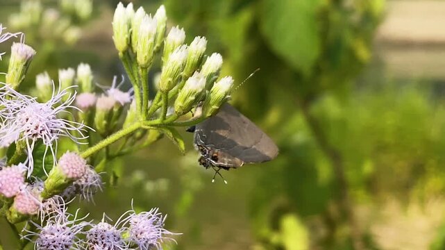 Macro shot of a winged moth pollinator feeding on Siam weed (Jack-in-the-bush) blooms, with soft green bokeh&mdash;tropical nature close-up.
