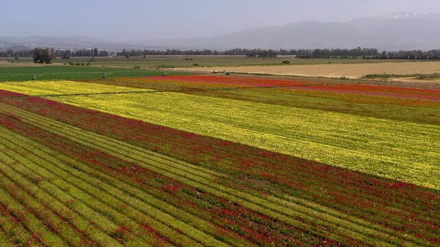 Aerial view of a field of Buttercups flowers in rows of different colors at the peak of bloom at the Guma Junction in the Upper Galilee