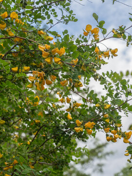 Die Aufnahme zeigt kleine Zweige des Gew&ouml;hnlichen Blasenstrauchs (Colutea arborescens) mit gelben Bl&uuml;ten vor blauem Himmel.