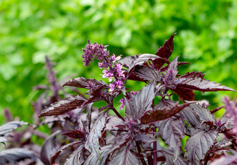 Close-up of basil growing in the garden bed.