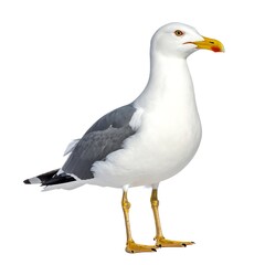 A white and gray seagull standing on yellow legs