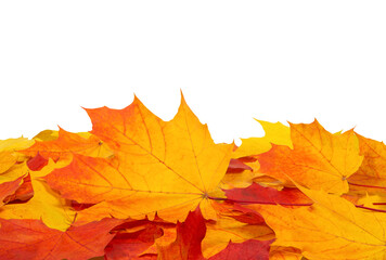 Frame of colorful autumn maple leaves isolated on white. Fall backgrounds