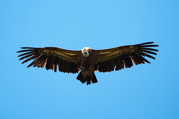 Obraz premium Vautour fauve