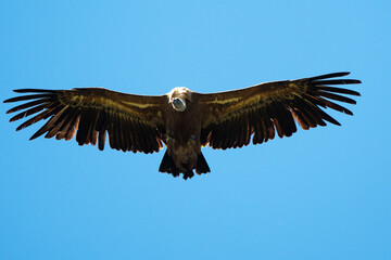 Naklejka premium Vautour fauve