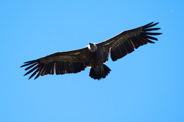 Obraz premium Vautour fauve