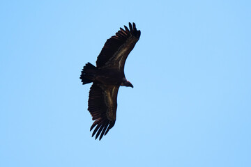 Fototapeta premium Vautour fauve