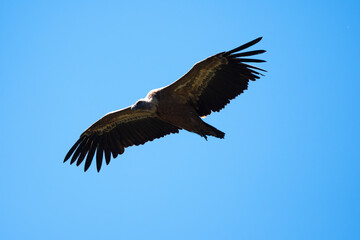 Obraz premium Vautour fauve